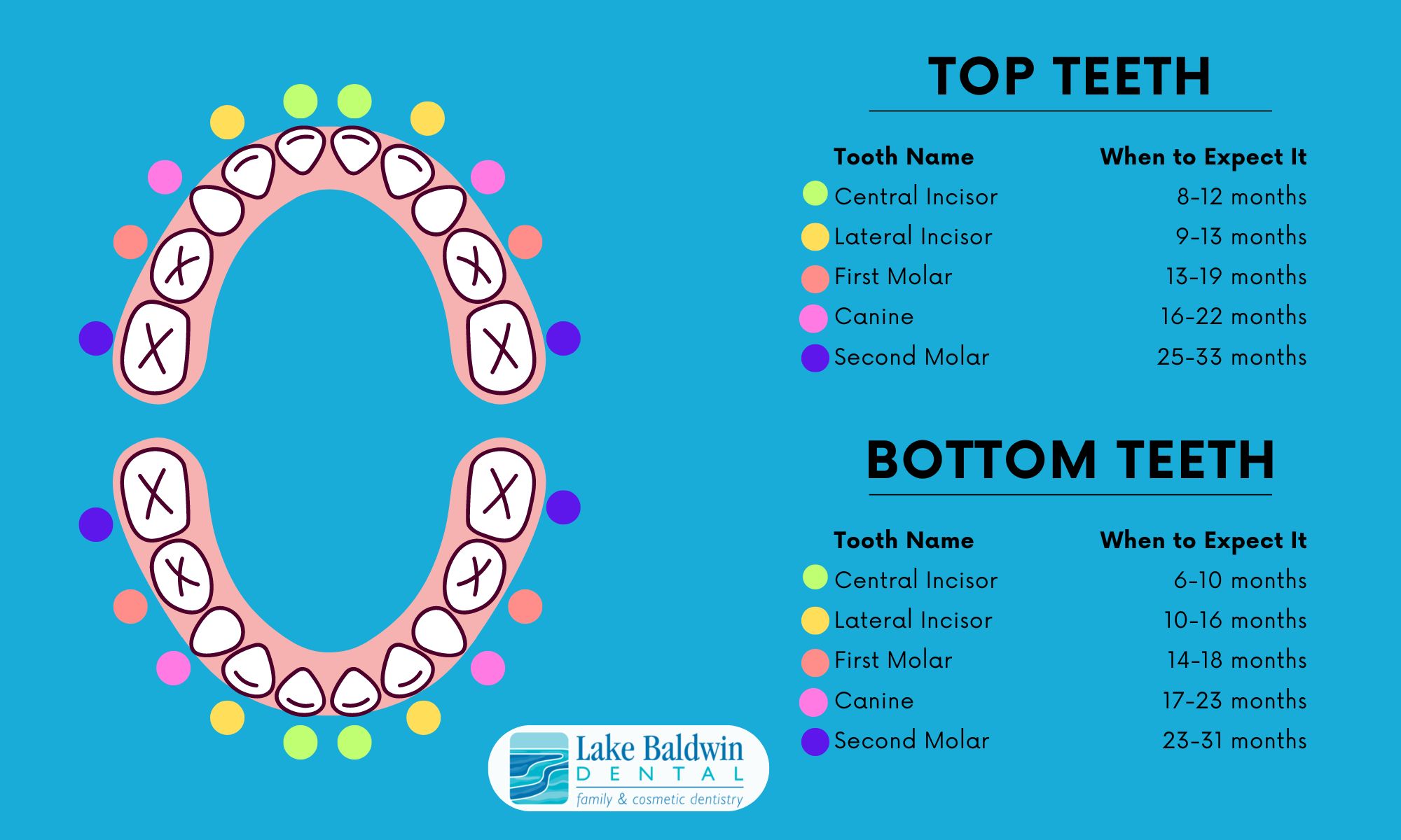 baby teeth chart