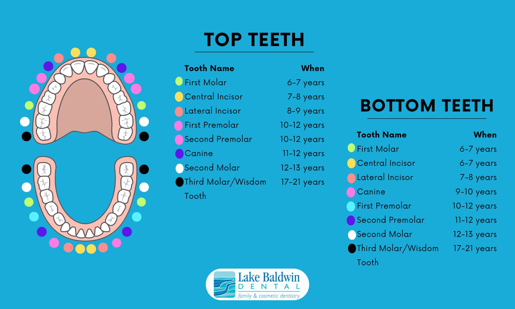 adult teeth chart